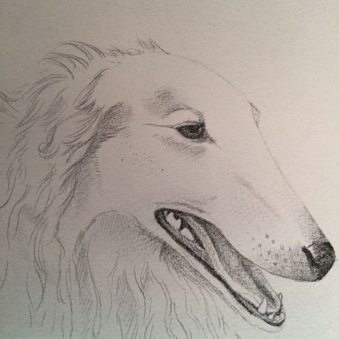 photo 2015 - art - borzoi sketch_zpsv8uacszh.jpg