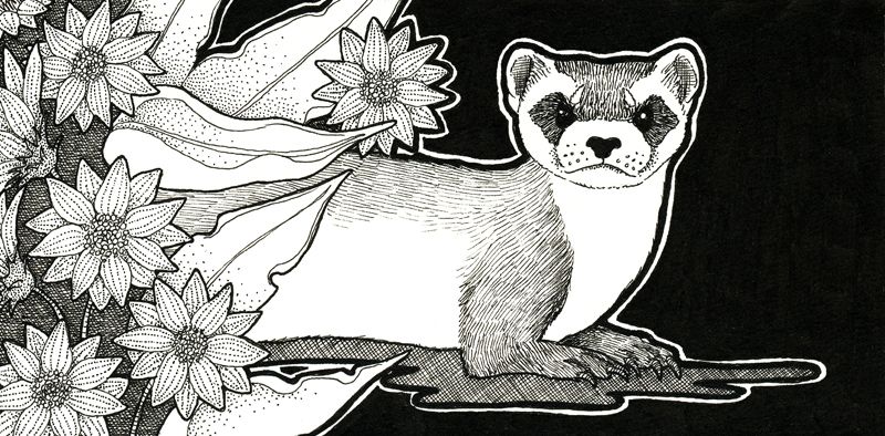 photo 2015 - inktober day 19 - black footed ferret and arrowleaf balsamroot 800x_zps7zo6iuoj.jpg