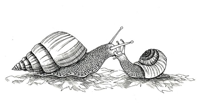 photo 2015 - kissing snails 700x_zpsijq4eokm.jpg