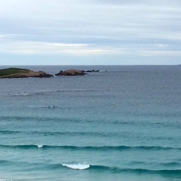 photo 2015 - eam - beach twilight 07 whales_zpsndarrdbm.jpg
