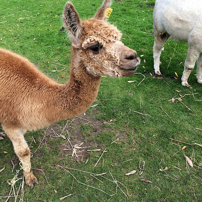 photo 2015 - eam - farm 11_zpstnyvjbvg.jpg