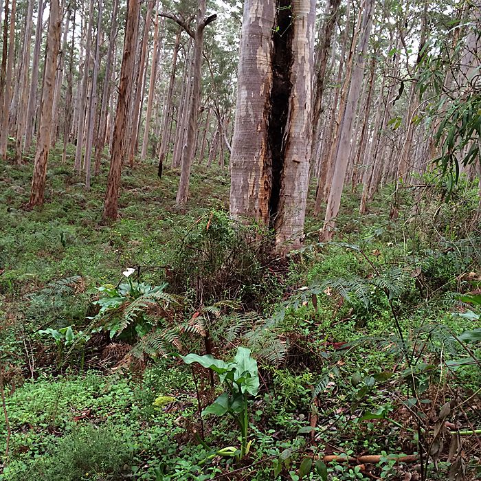 photo 2015 - eam - karri 02_zpsakqlw4kj.jpg