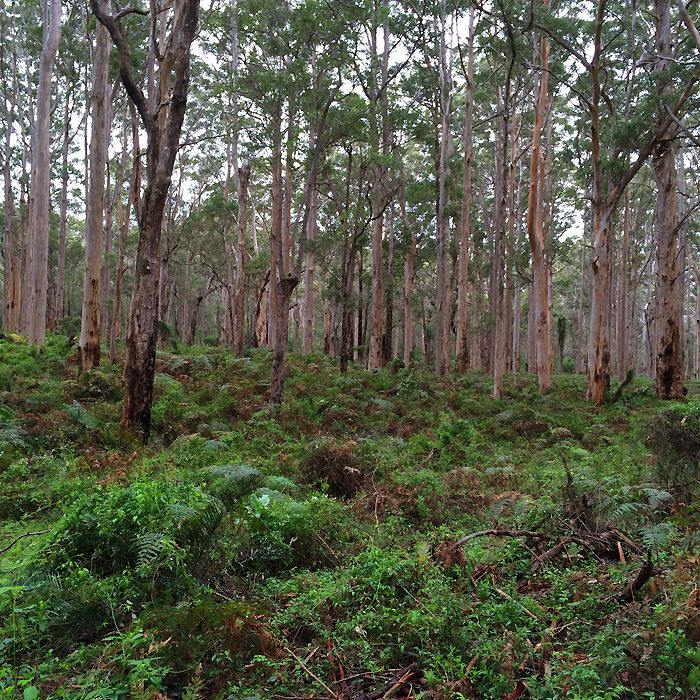 photo 2015 - eam - karri 06_zpsrmhdrtrx.jpg