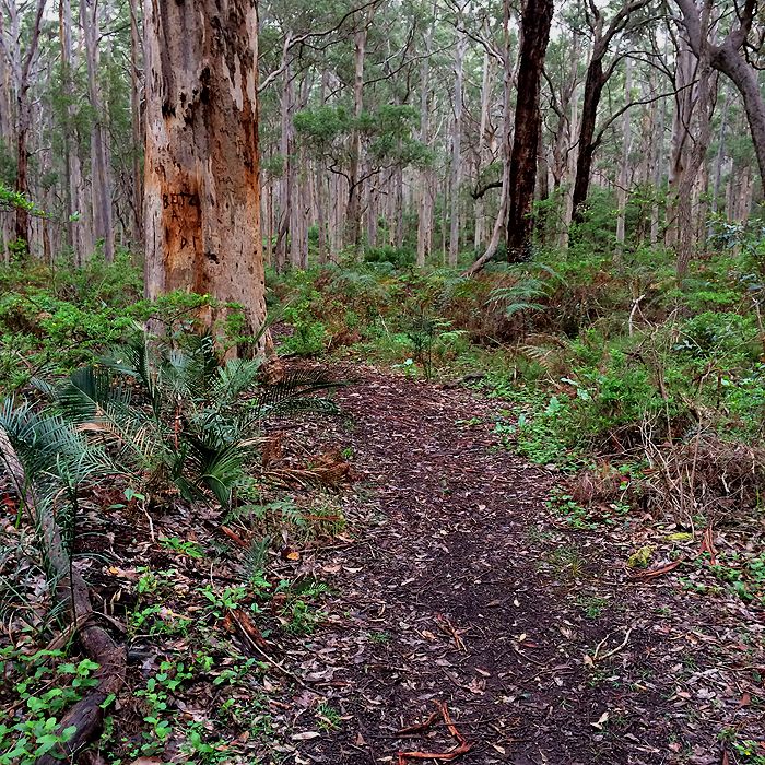 photo 2015 - eam - karri 16_zps9p0zmjdy.jpg