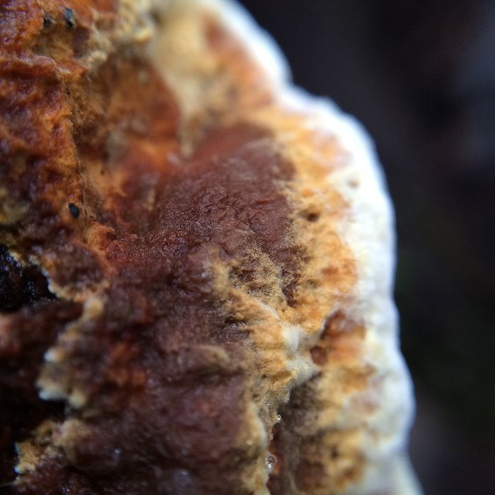 photo 2015 - eam - macro 01_zpshbb2q30k.jpg