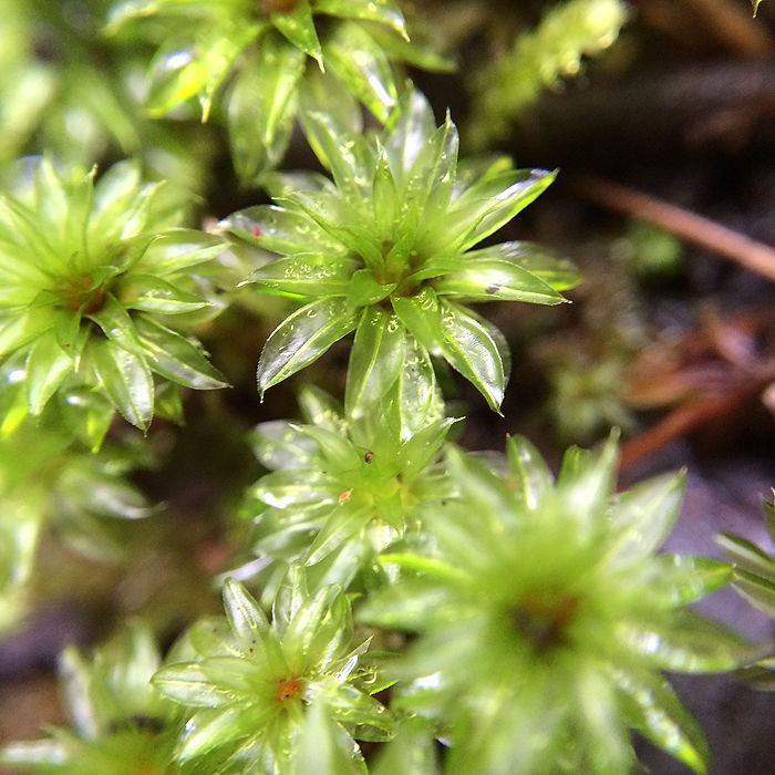 photo 2015 - eam - macro 03_zpsu8ul3kul.jpg