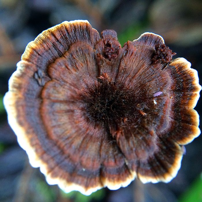 photo 2015 - eam - macro 04_zpsf6to564o.jpg