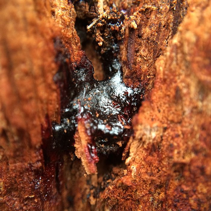 photo 2015 - eam - macro 07_zpsg8orq0wr.jpg