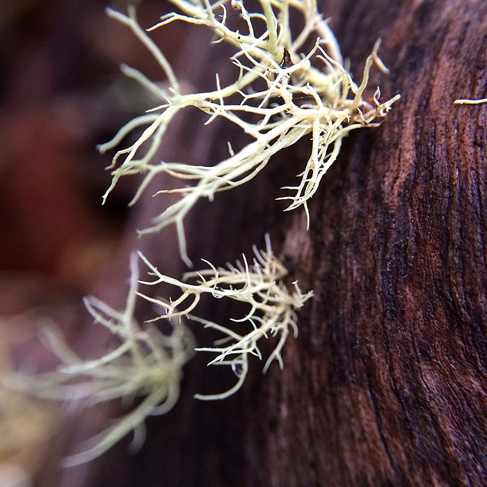 photo 2015 - eam - macro 10_zpsdcz7kras.jpg