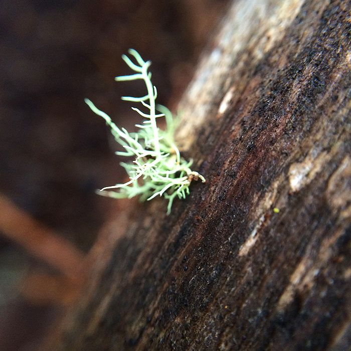 photo 2015 - eam - macro 11_zpstjnj95le.jpg