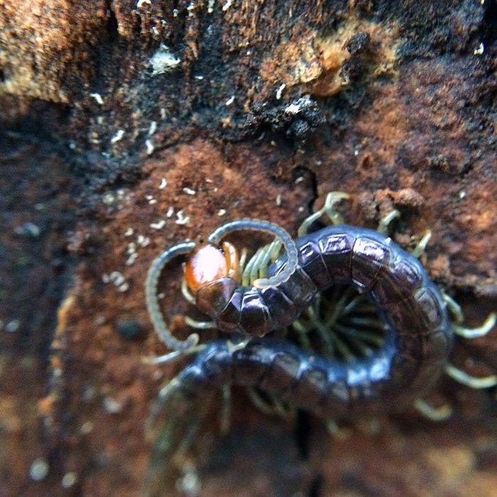 photo 2015 - eam - macro 12_zpsthqpwtos.jpg