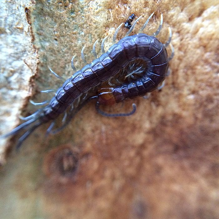photo 2015 - eam - macro 13_zpssbbtkyqp.jpg