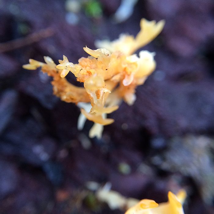 photo 2015 - eam - macro 17_zps9k7dfl7l.jpg