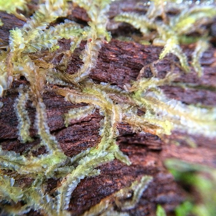 photo 2015 - eam - macro 18_zpsns9x6qcw.jpg