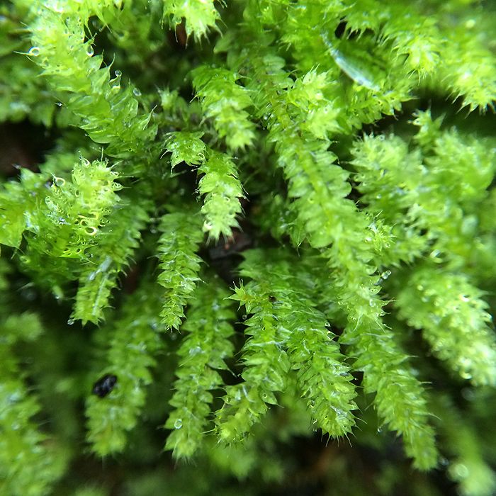 photo 2015 - eam - macro 20_zpsbstwogtu.jpg