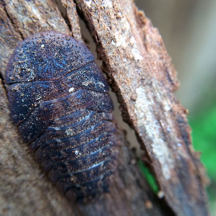 photo 2015 - eam - macro 21_zpsanoc3ozl.jpg