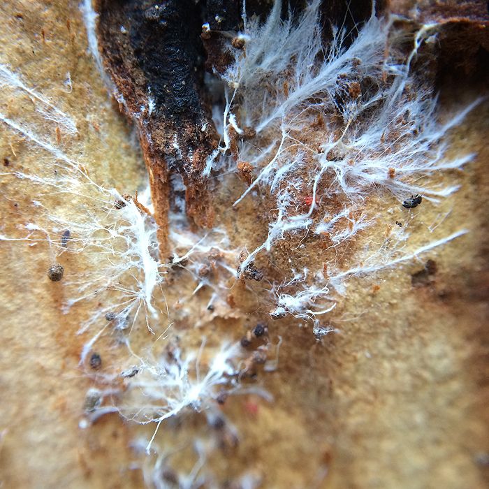 photo 2015 - eam - macro 22_zpsgsxjlp9e.jpg