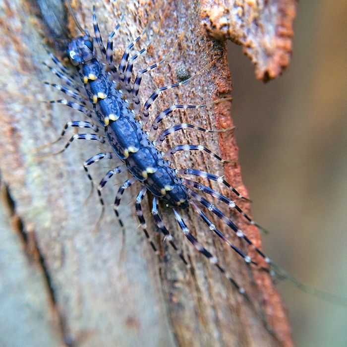 photo 2015 - eam - macro 23_zps3cn8ujlv.jpg