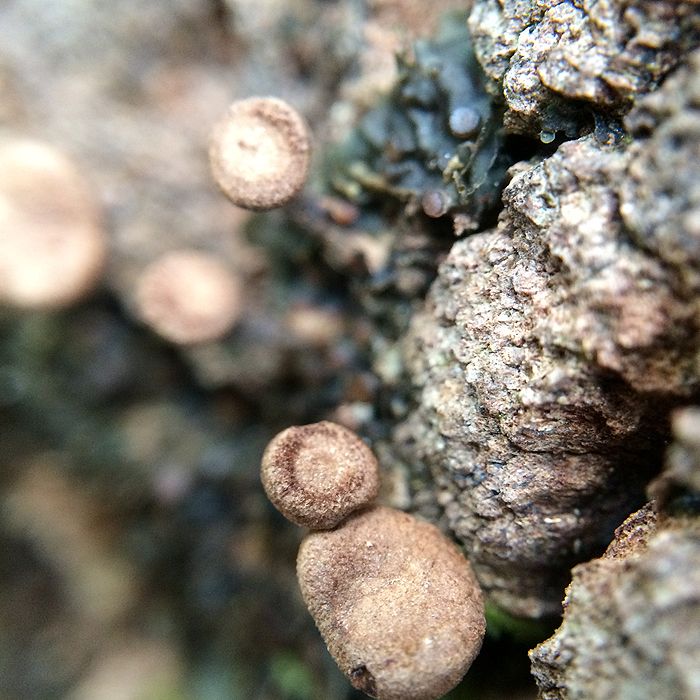 photo 2015 - eam - macro 24_zpss7jaqrnu.jpg
