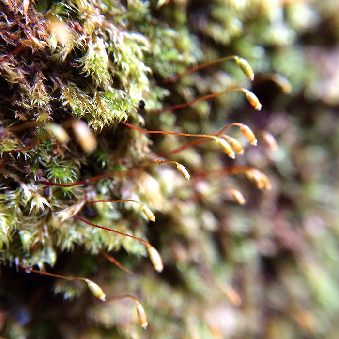 photo 2015 - eam - macro 25_zpsqiqauzna.jpg