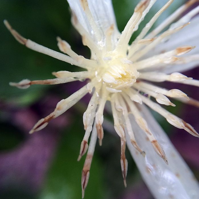 photo 2015 - eam - macro 26_zpsw3e9areu.jpg