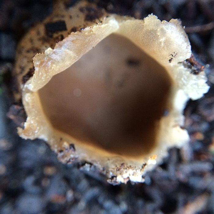 photo 2015 - eam - macro 27_zpspccc9ocs.jpg