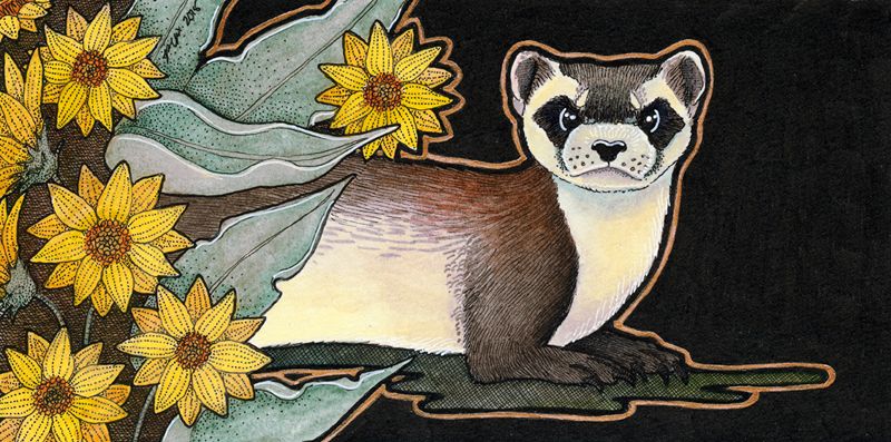 photo 2015 - colour - black footed ferret and arrowleaf balsamroot 800x_zpsjswu0pce.jpg