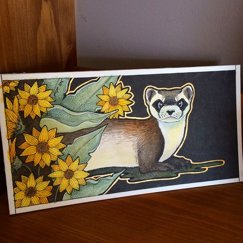 photo 2015 - colour photo - black footed ferret 500x_zpsi0tqgyqo.jpg
