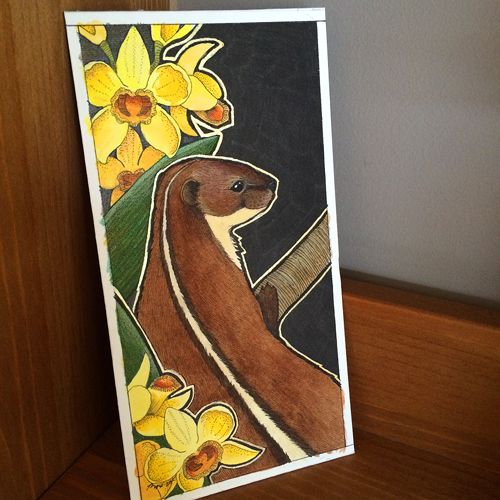 photo 2015 - colour photo - black striped weasel 500x_zpsladpxe08.jpg