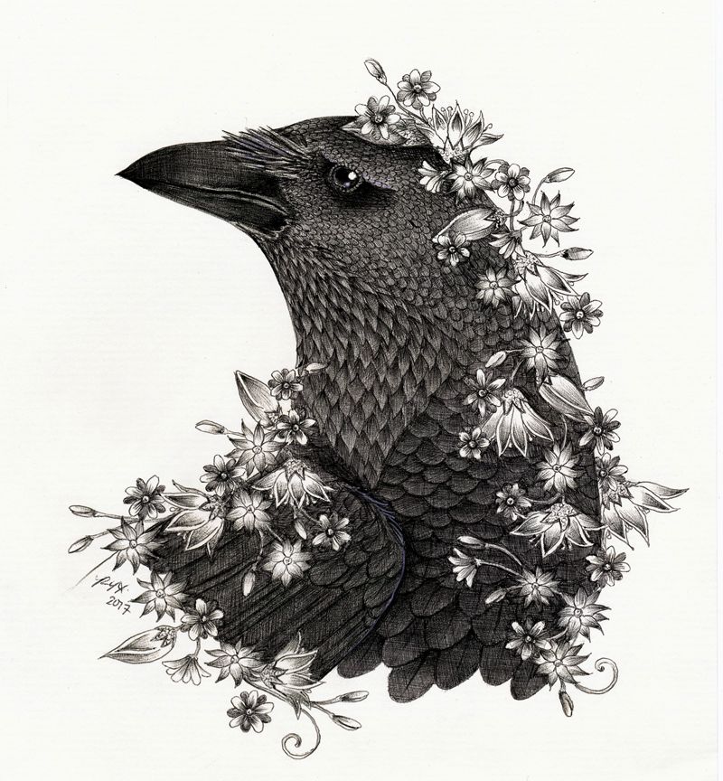 photo 2017 - A Corvids Growth 800x cropped_zpscxedi88d.jpg