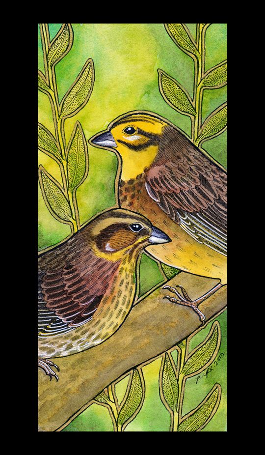 photo 2017 - Emberiza citrinella - Yellowhammer Etsy 540x_zpscelvepv9.jpg