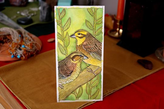 photo 2017 - Emberiza citrinella - Yellowhammer photo 03 540x_zpsi7u0kbkf.jpg