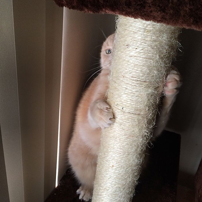 photo 2015 10 - cats 11_zpspgpt5ujy.jpg