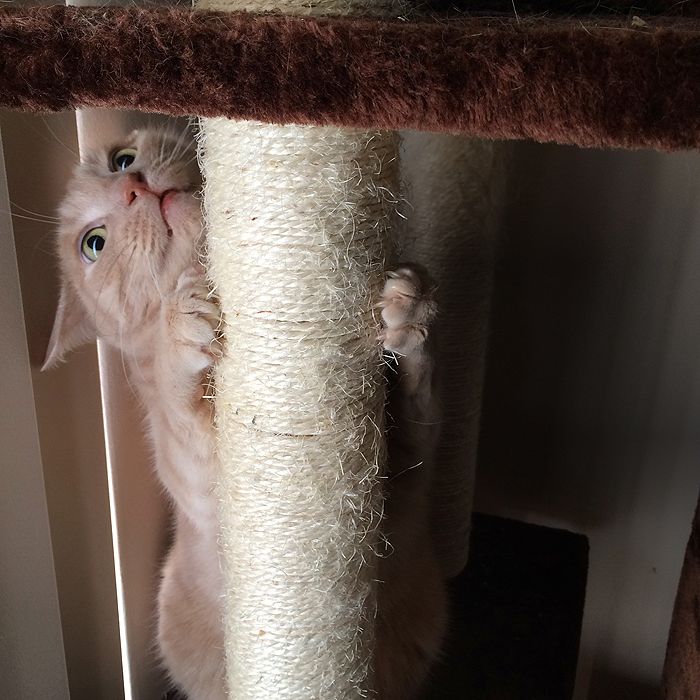 photo 2015 10 - cats 12_zps6lfowhfn.jpg