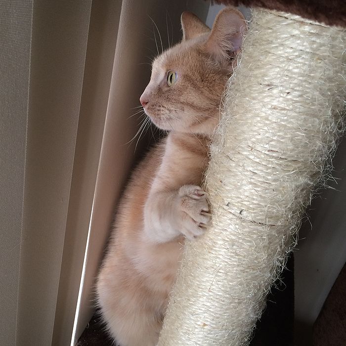 photo 2015 10 - cats 13_zpsu5arcqys.jpg