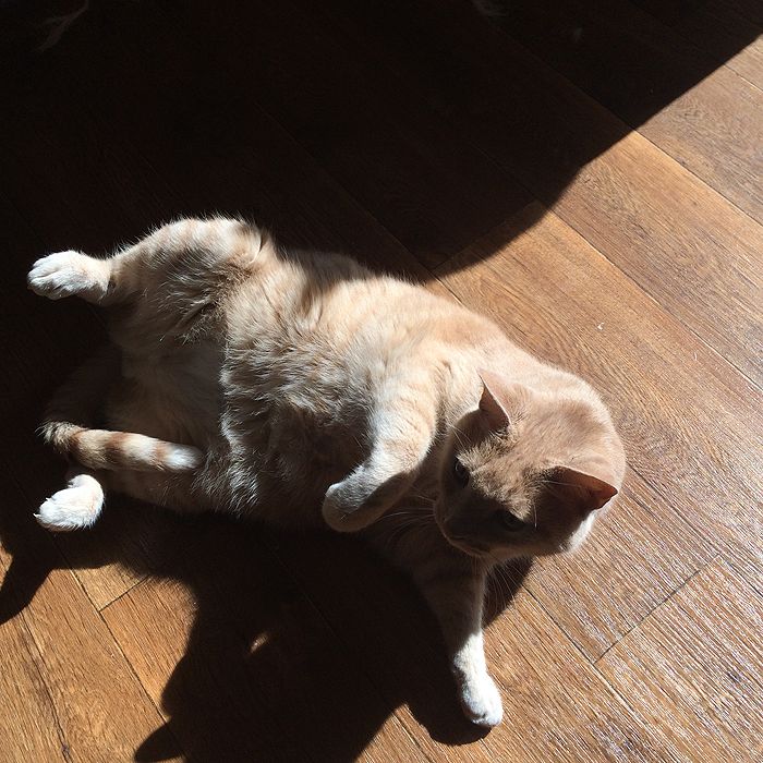 photo 2015 10 - cats 14_zpsqqpt1tyr.jpg