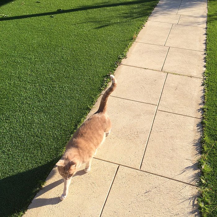 photo 2015 10 - cats 15_zpscvo7fwel.jpg
