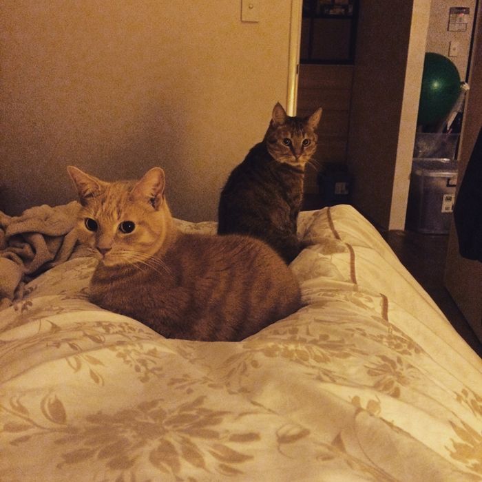 photo 2015 10 - cats 16_zpsbv8yg7lz.jpg