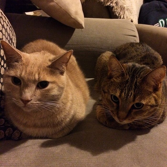 photo 2015 10 - cats 17_zps7ribucpb.jpg