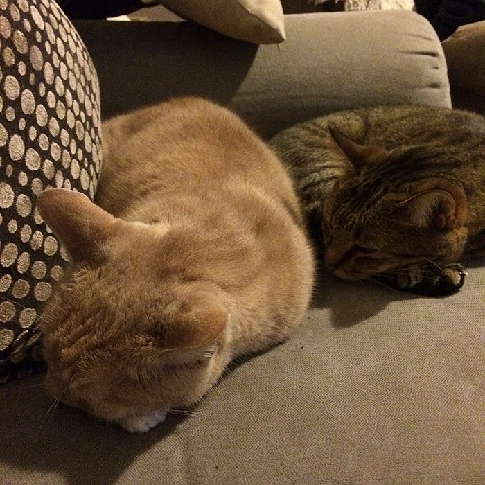 photo 2015 10 - cats 19_zpsmrdubcxh.jpg