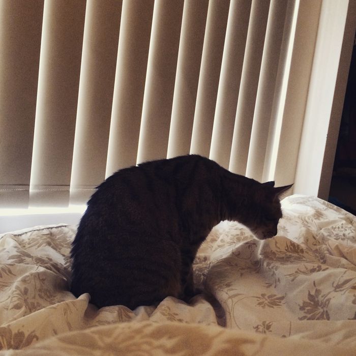 photo 2015 10 - cats 20_zpsfgucjzfz.jpg