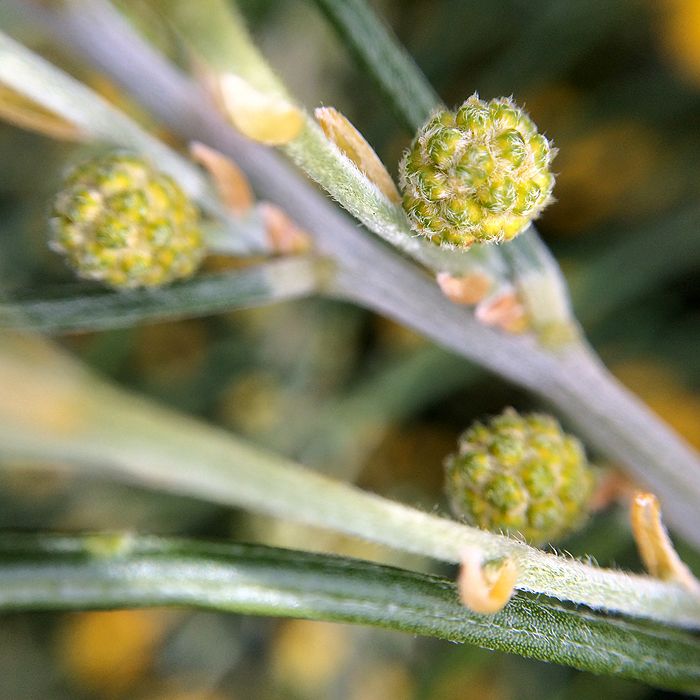 photo 2015 - august macro 01_zpsda0gfpu8.jpg