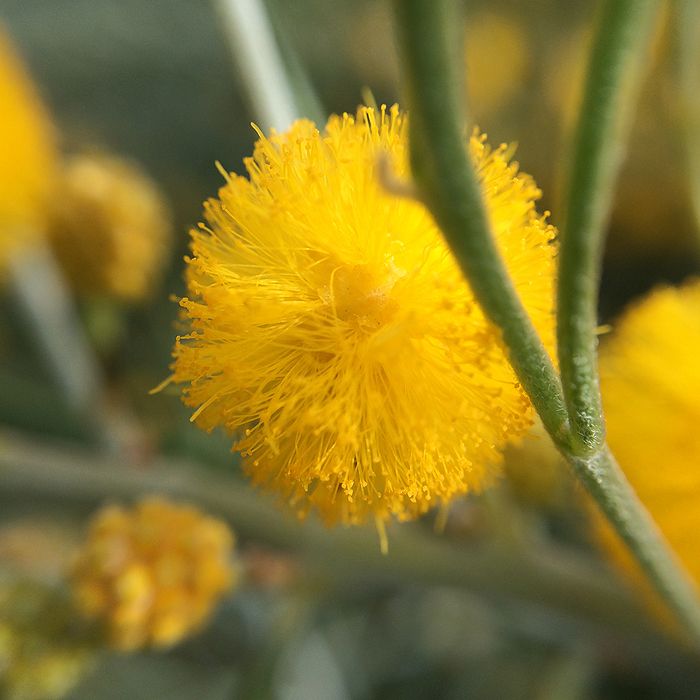 photo 2015 - august macro 02_zpscezg2uxr.jpg