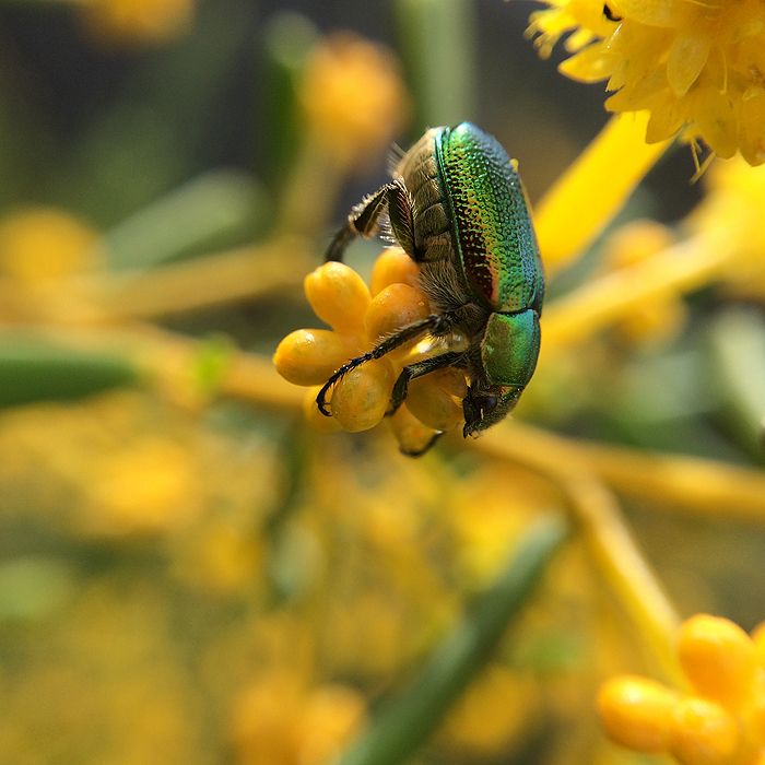 photo 2015 - august macro 05_zpsth8uevc9.jpg