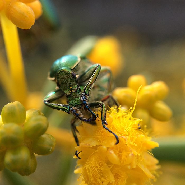 photo 2015 - august macro 07_zpsmdq8lnky.jpg