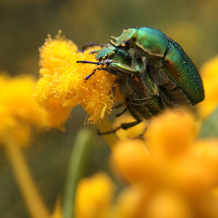 photo 2015 - august macro 08_zps4znah95s.jpg