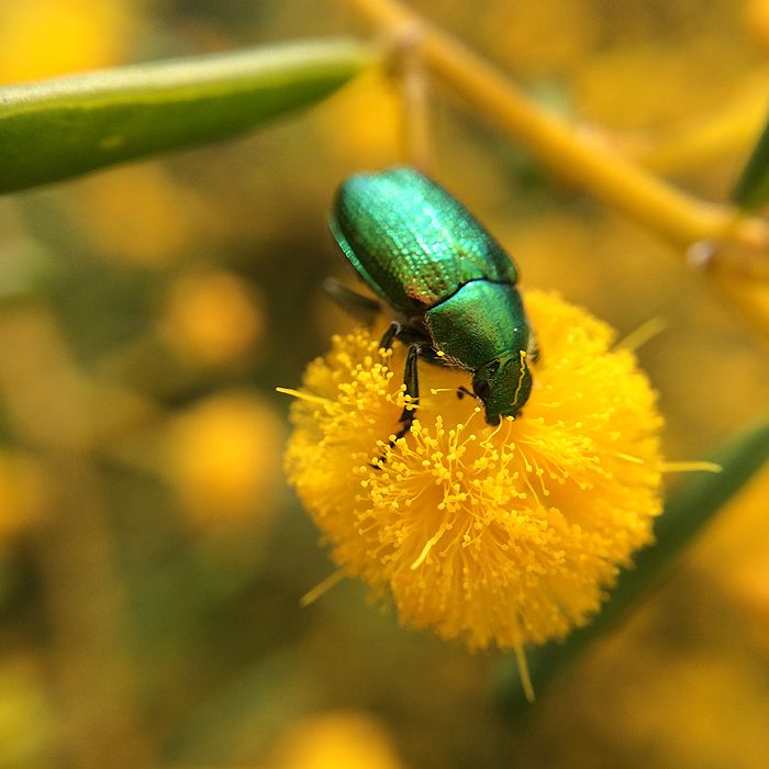 photo 2015 - august macro 09_zpsnzrepqtd.jpg