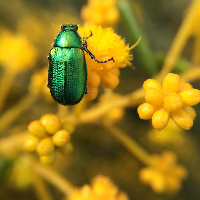 photo 2015 - august macro 5_zpssniegf4l.jpg