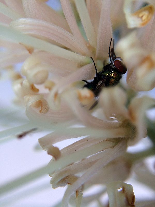 photo 2015 05 - macro 01_zps9ilawzvi.jpg