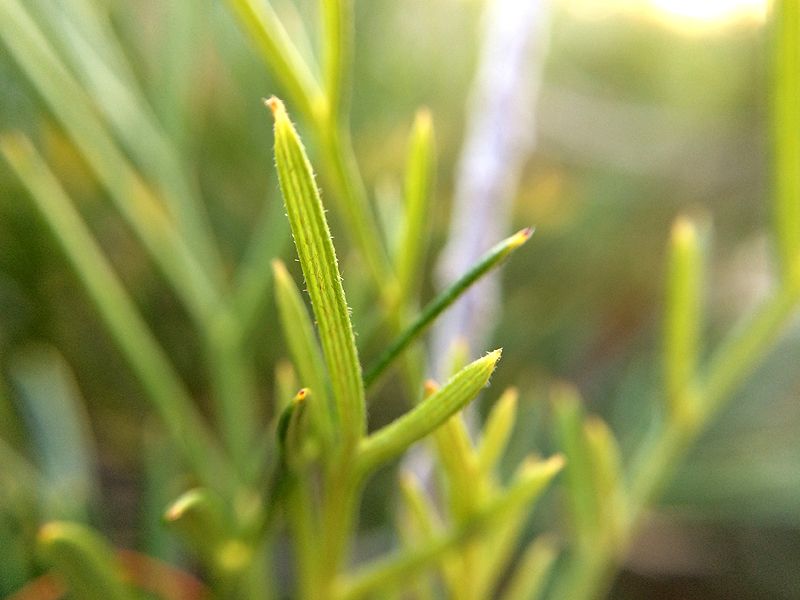 photo 2015 05 - macro 02_zps9jpbpix7.jpg